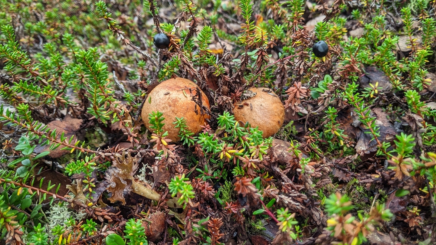Лесные выходные: грибы и черника